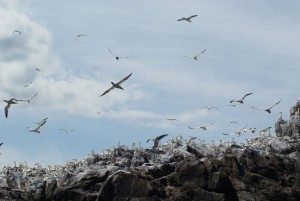 Gannets at Bassrock